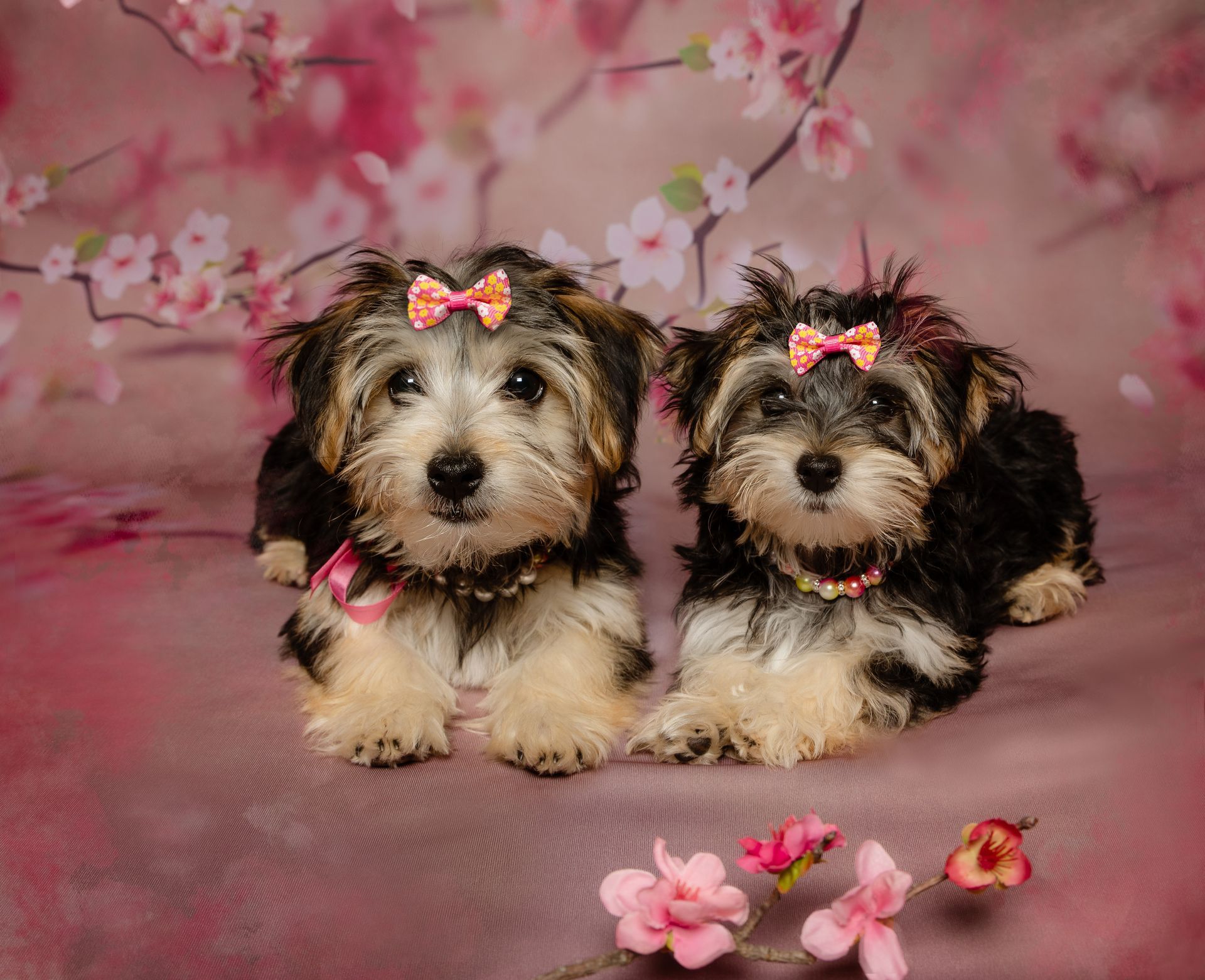 Two small dogs with bows on their heads are laying next to each other on a pink background with cherry blossoms.