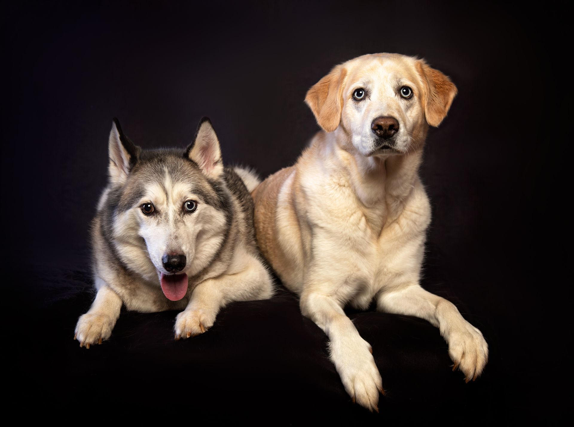 Two dogs are laying next to each other on a black background.
