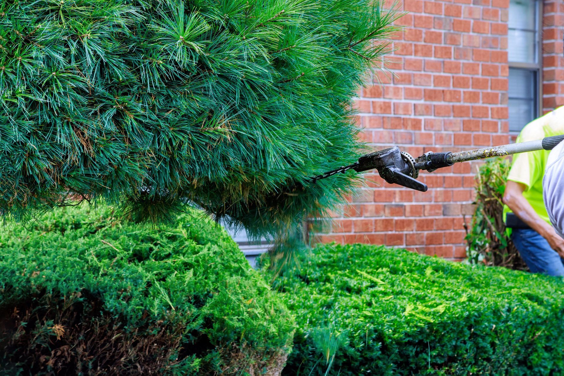 A man is trimming a bush with a hedge trimmer in front of a brick building.