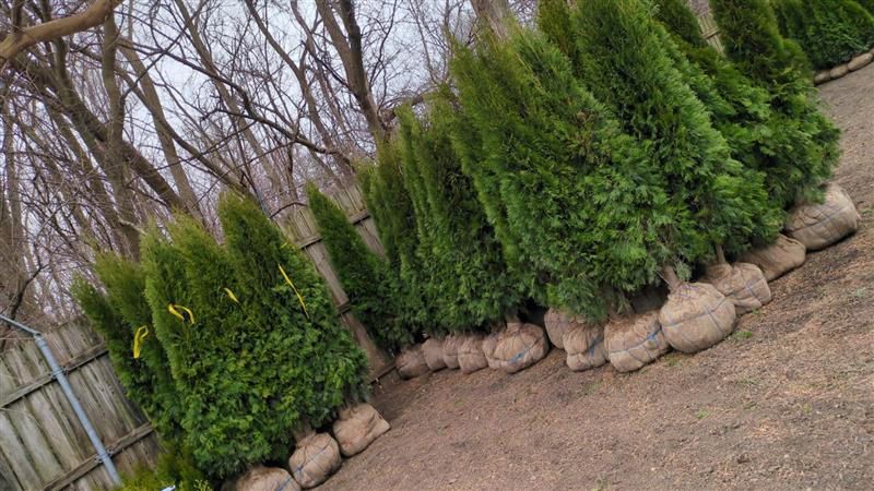 A row of green trees sitting on top of a dirt field.