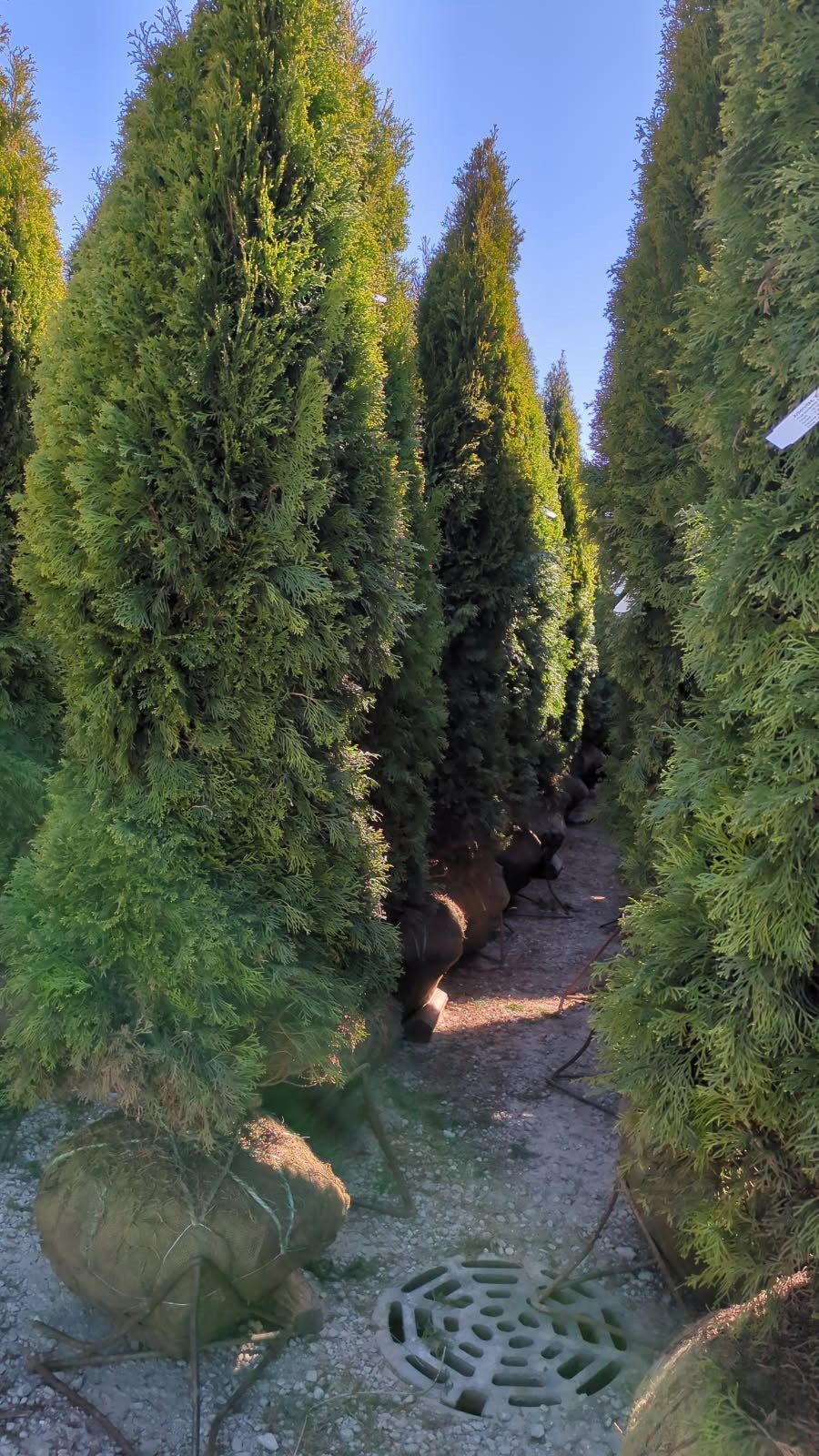 A bunch of trees are lined up in a row in a garden.