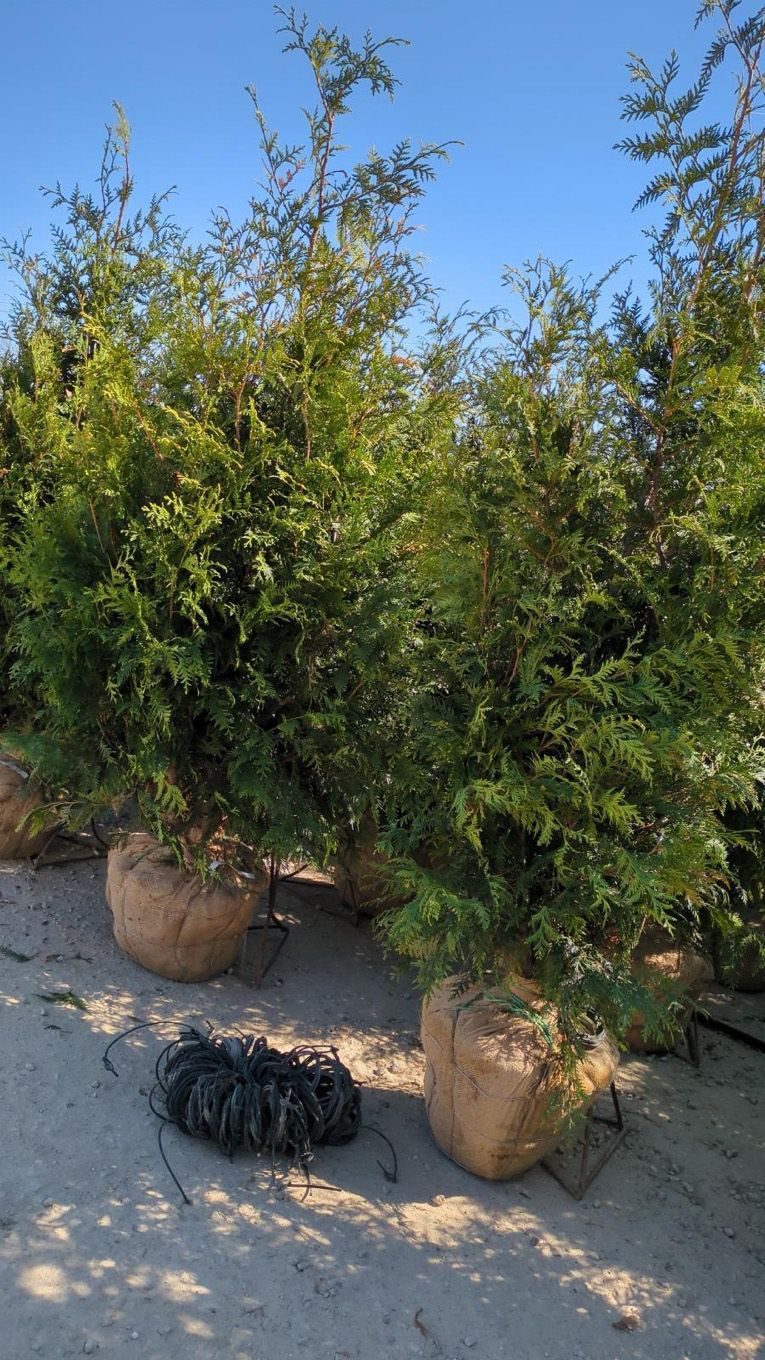 A bunch of trees sitting on top of a dirt field.