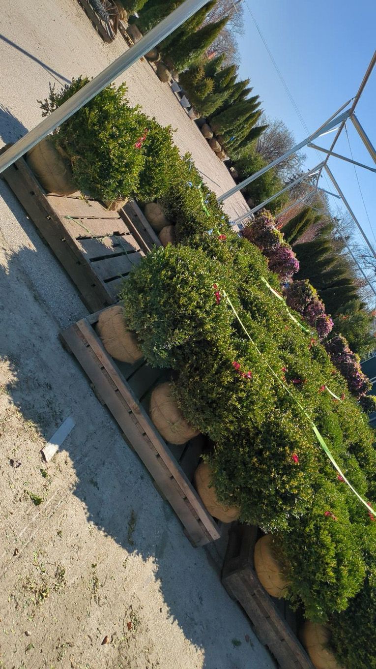 A bunch of potted plants are sitting on top of a wooden pallet.