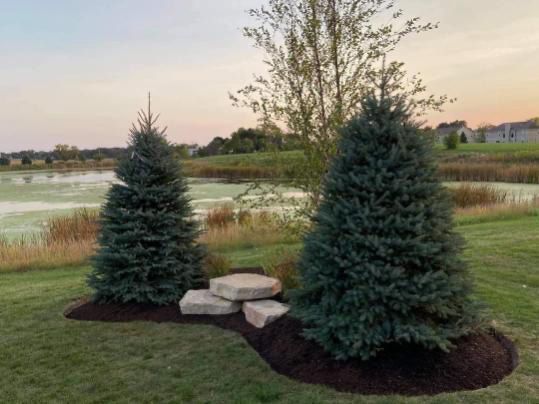 Two christmas trees are sitting in the middle of a lush green field.