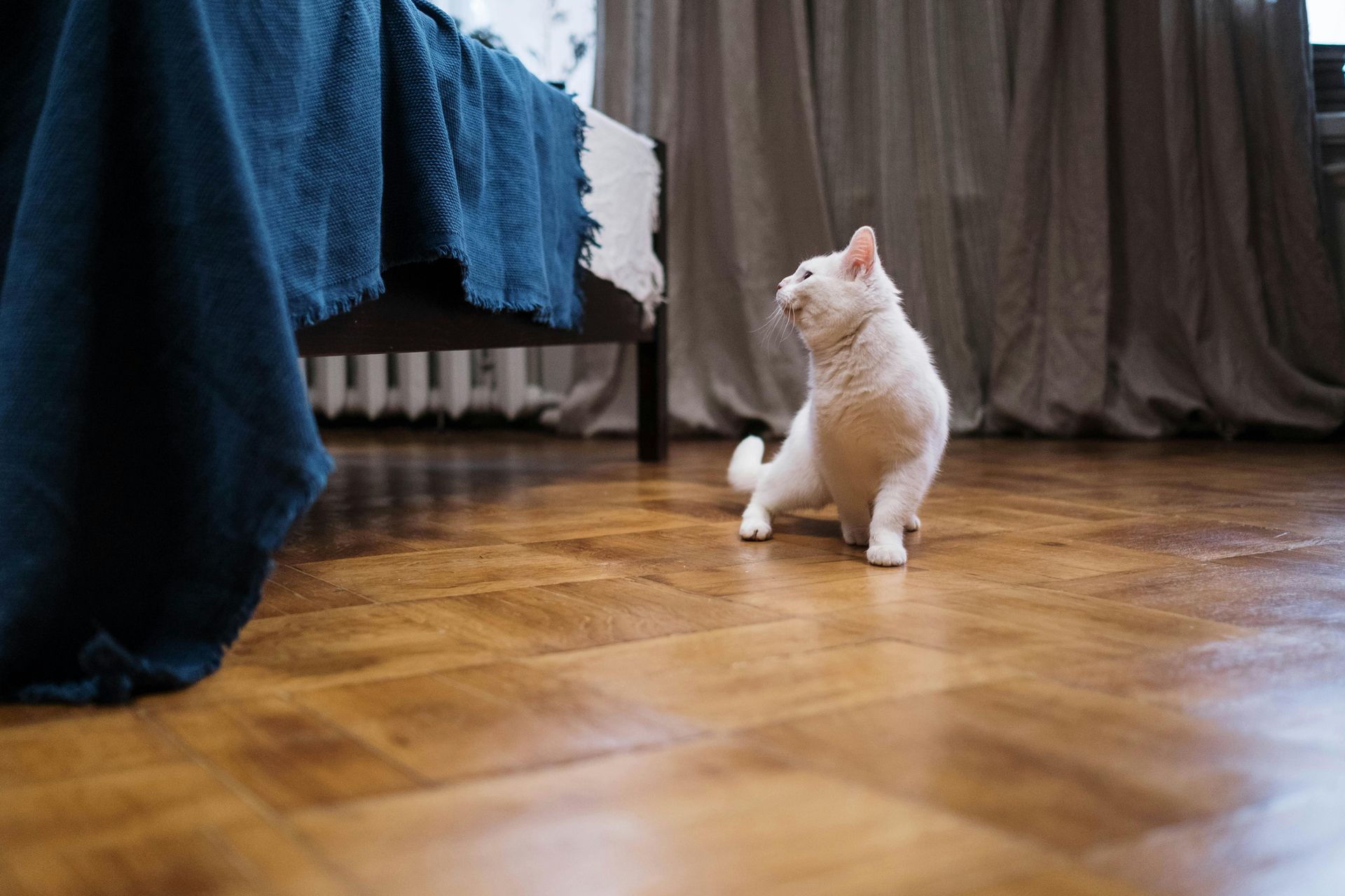A cat enjoying their new hardwood floor.