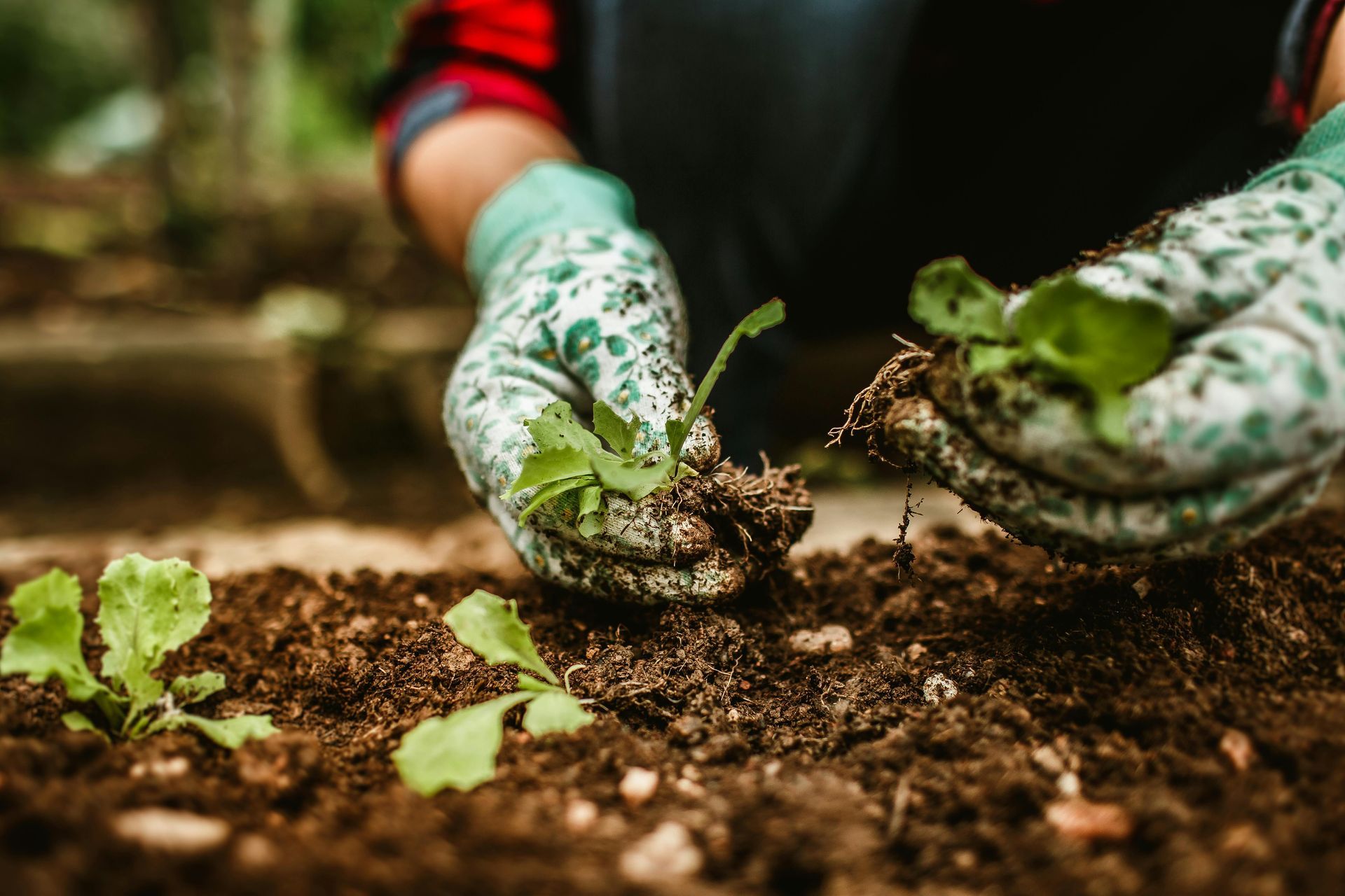 Person wearing gloves planting a seedling in dark soil.