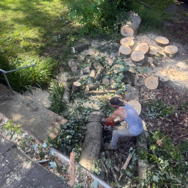 tree removal indianapolis
