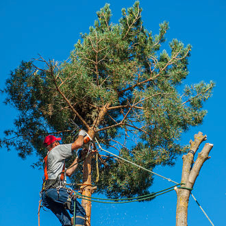 tree maintenance indianapolis