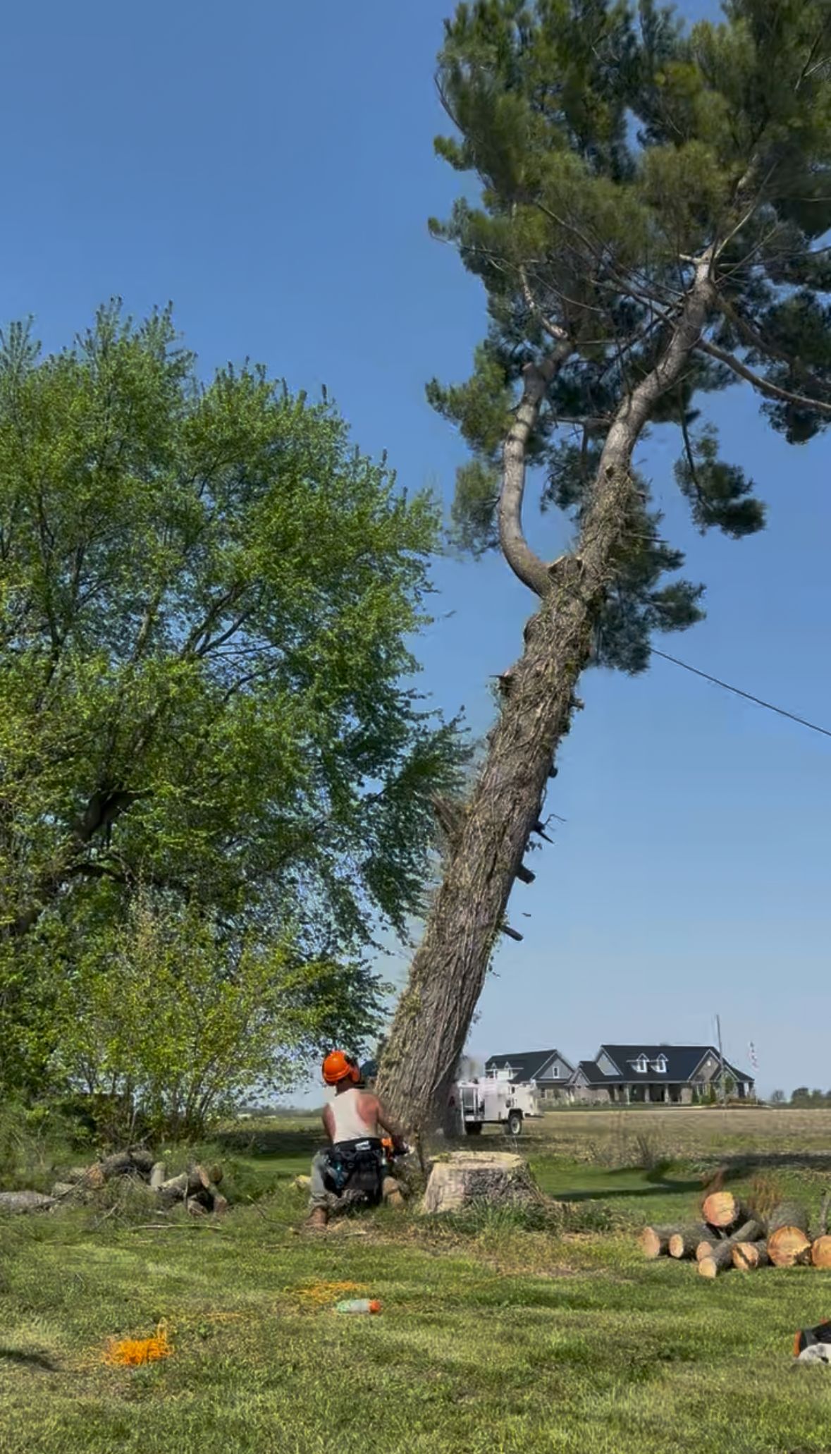 tree removal