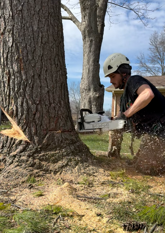 tree trimming service indianapolis