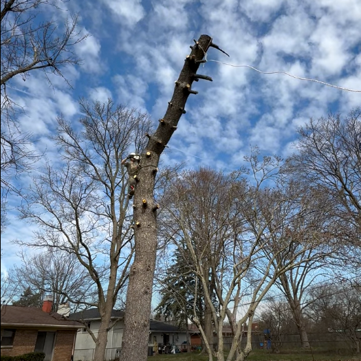 tree removal