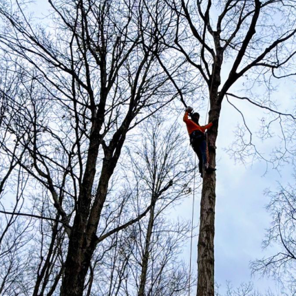 tree trimming service indianapolis