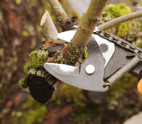 tree trimming service indianapolis