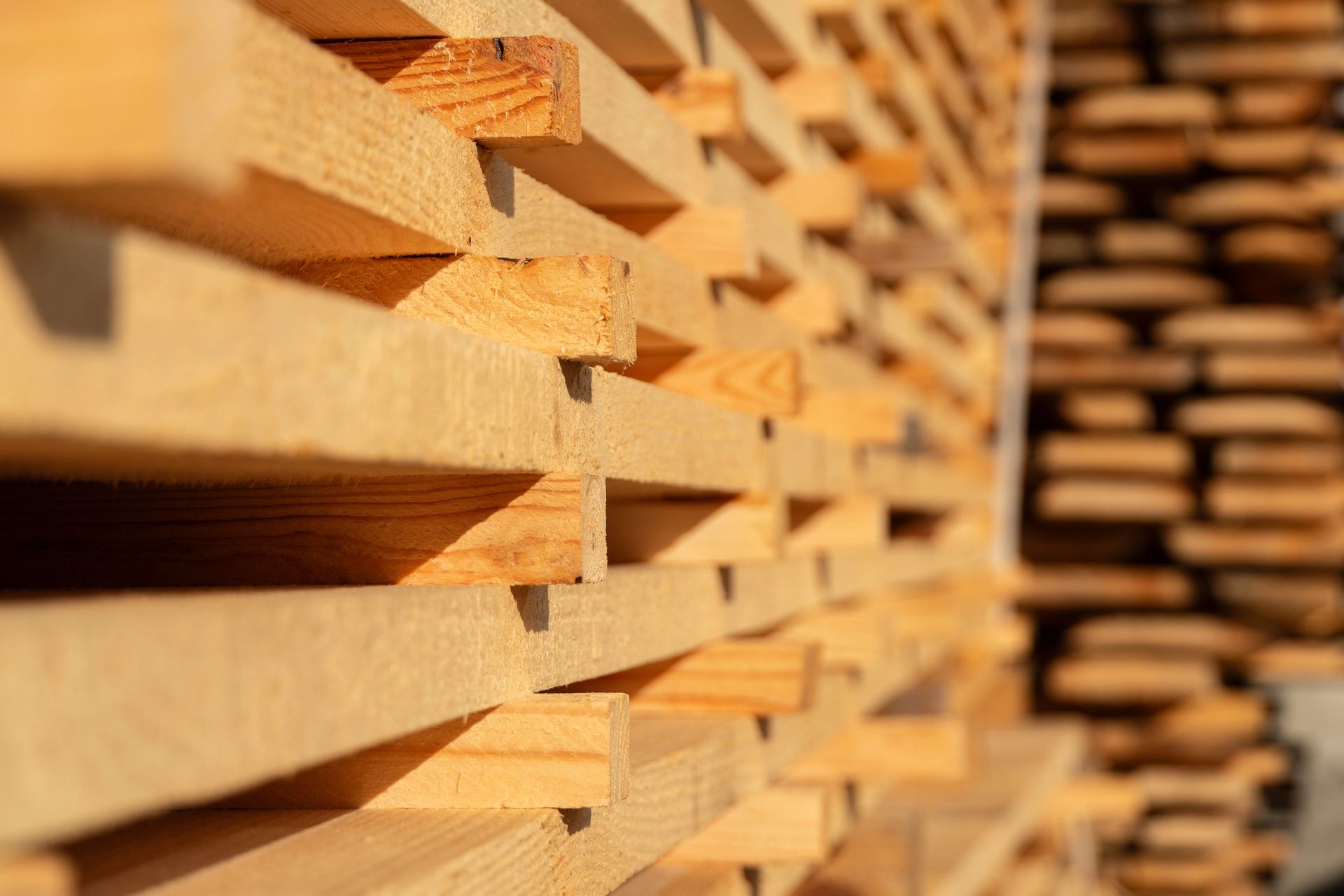 Catasta di legname appena tagliato