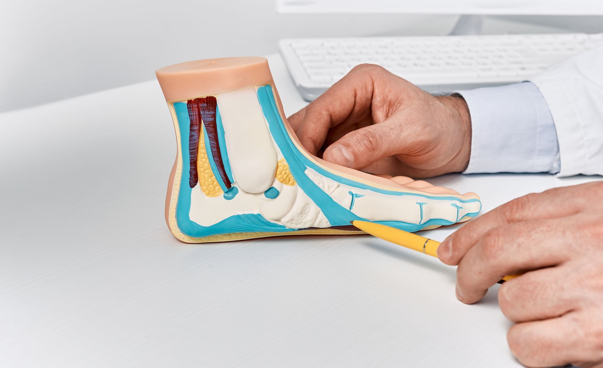 A person is pointing at a model of a foot with a pencil.