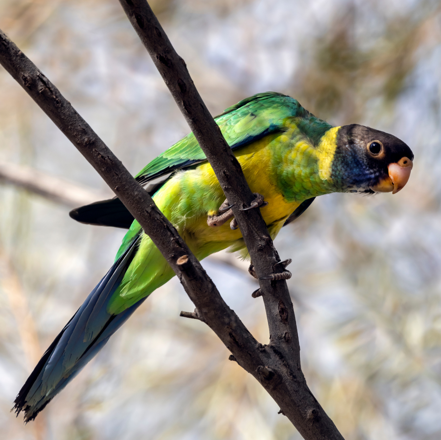 A green and yellow parrot perched on a tree branch
