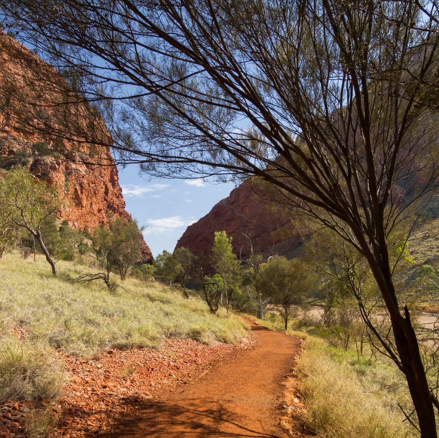 A dirt path with trees on both sides and a mountain in the background