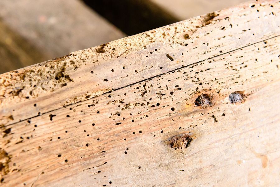 legno con danni da tarlo