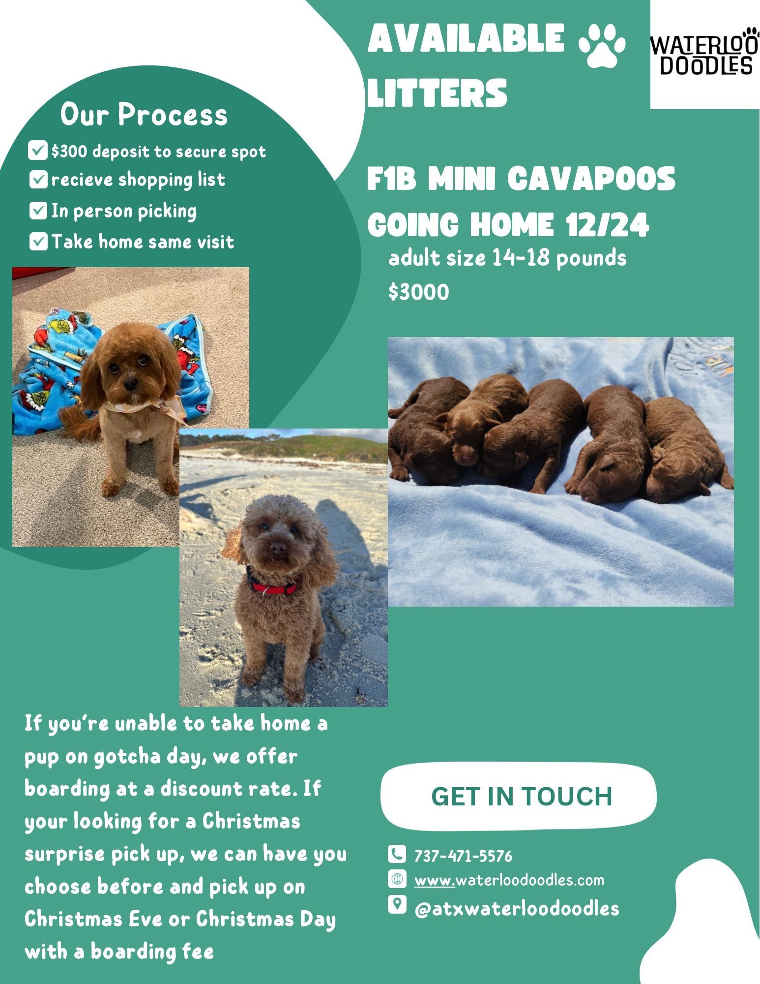 A flyer for available litters of cavapoos going home.