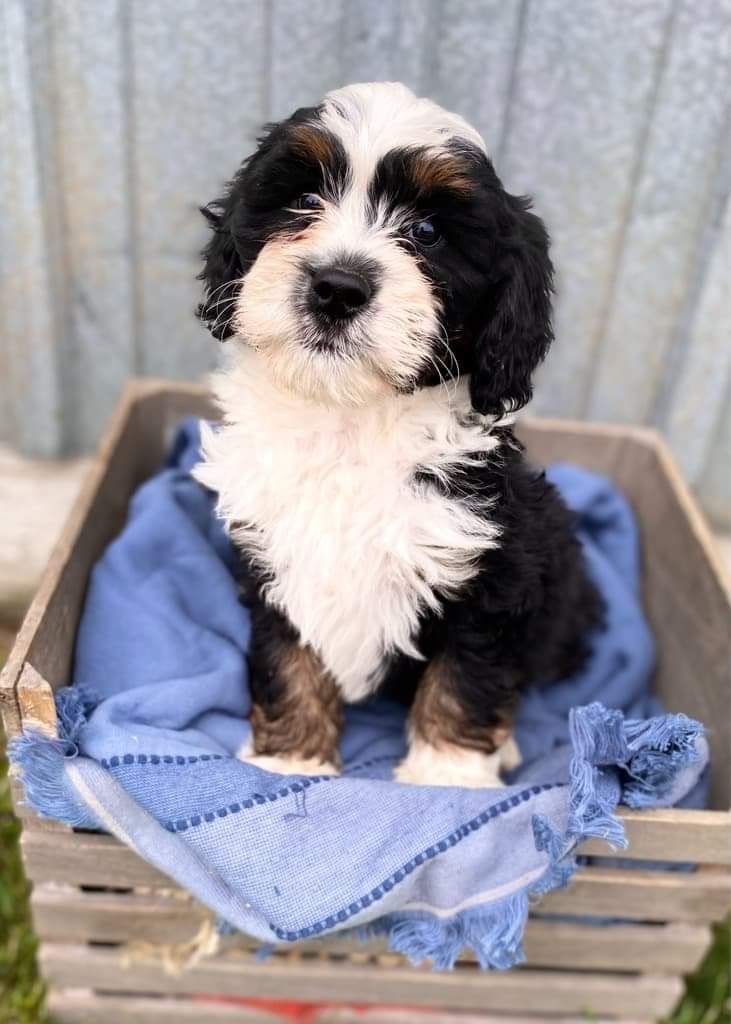A black and white puppy is sitting in a wooden crate.