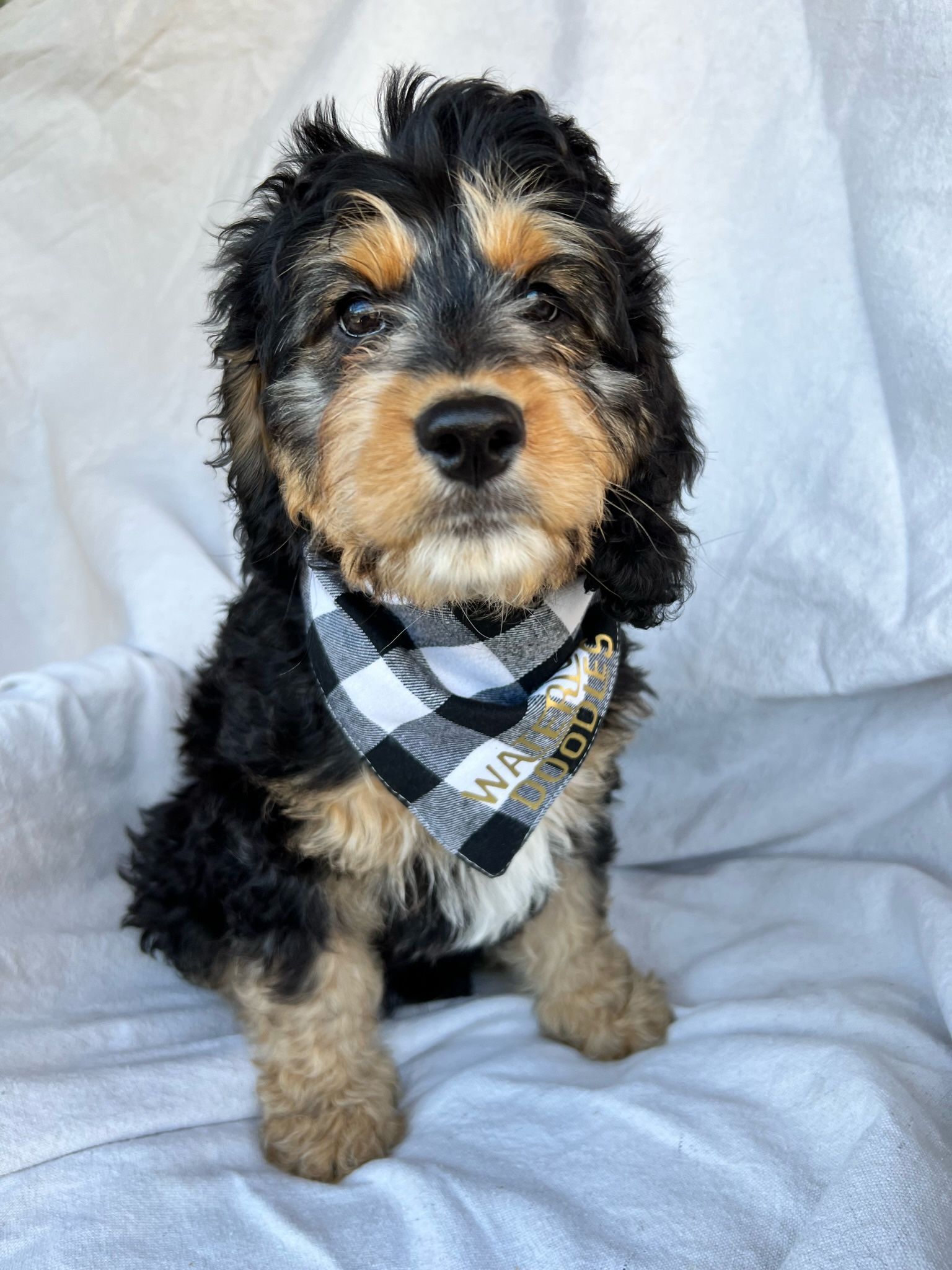 A small dog wearing a bandana is sitting on a bed.