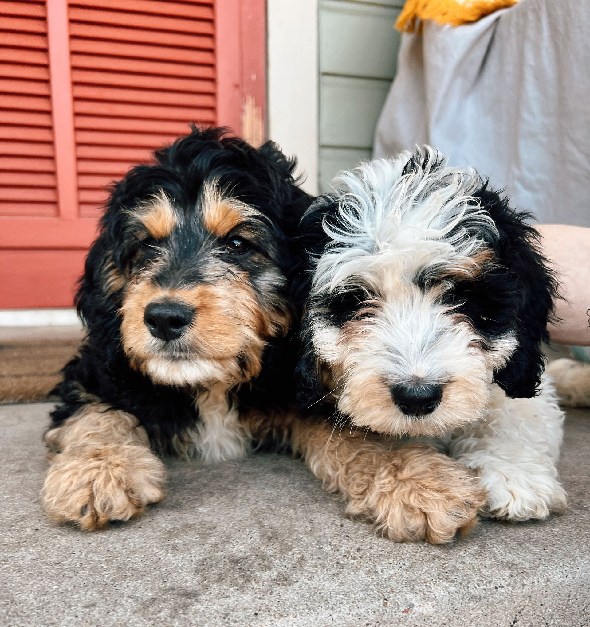 BERNEDOODLE watercolor portrait painting illustrated dog puppy isolated on transparent white background.