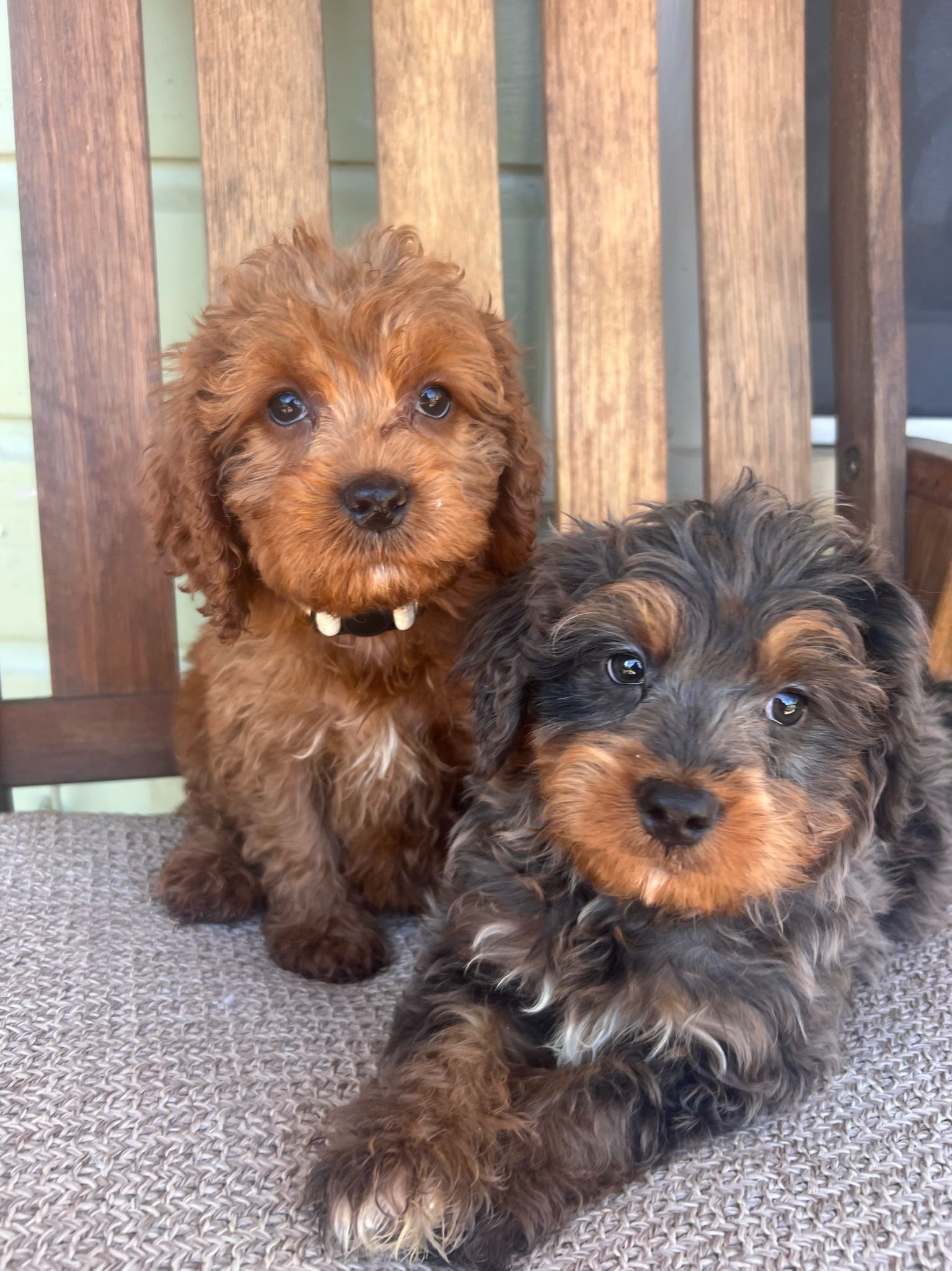 Two puppies are sitting next to each other on a chair.