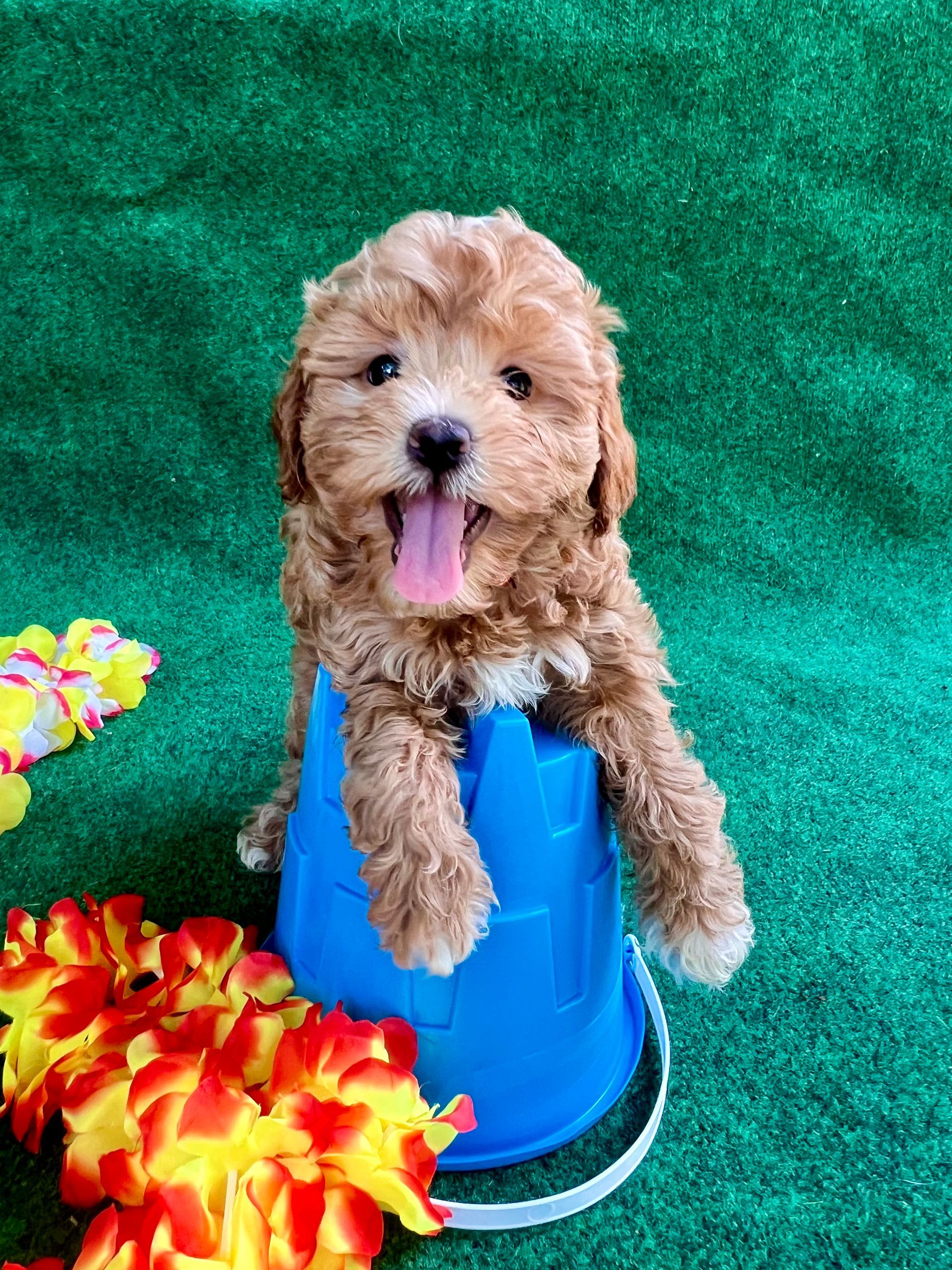 A small brown puppy is sitting on top of a blue bucket.