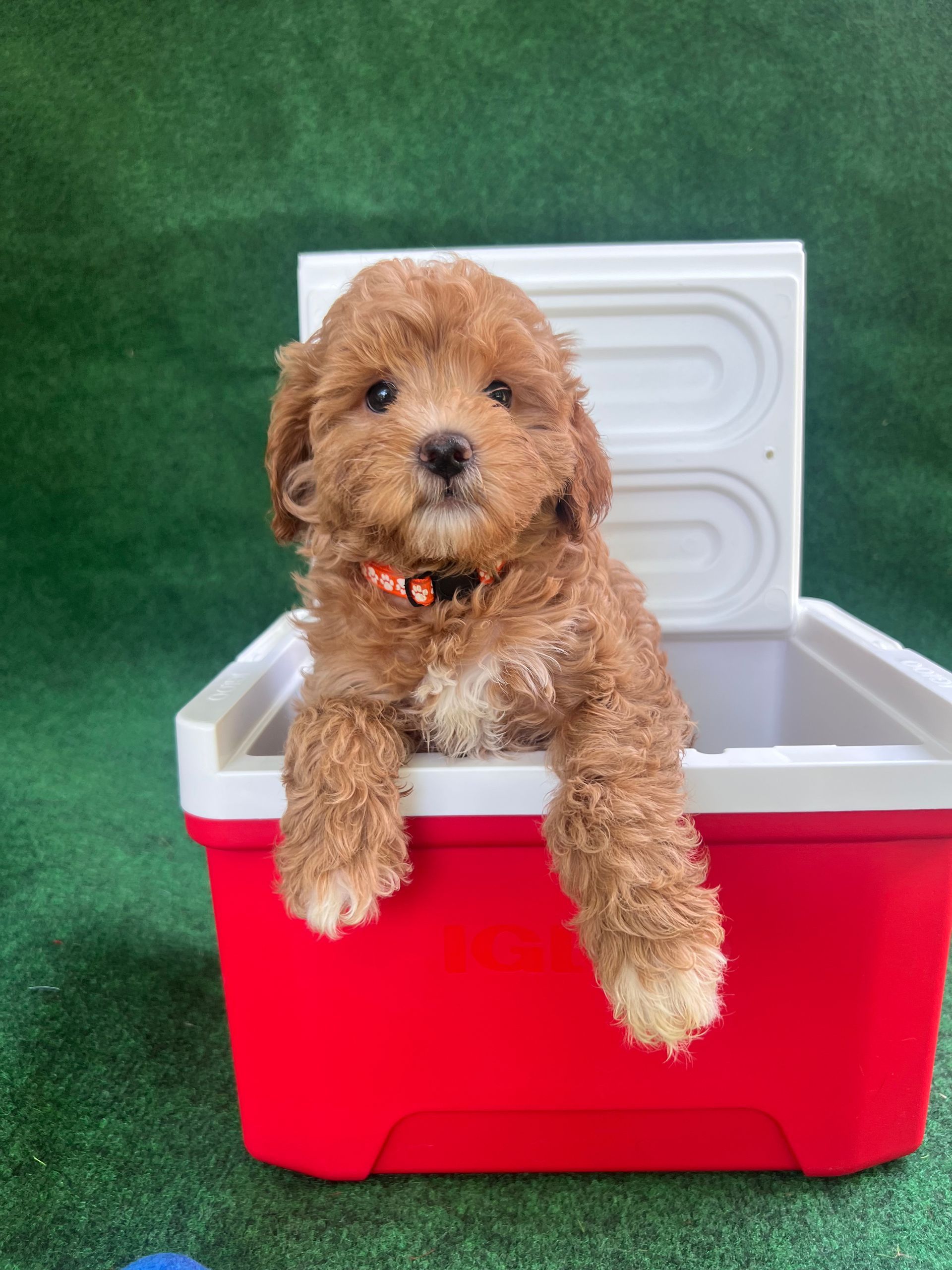 A brown and white puppy is sitting in a red cooler.
