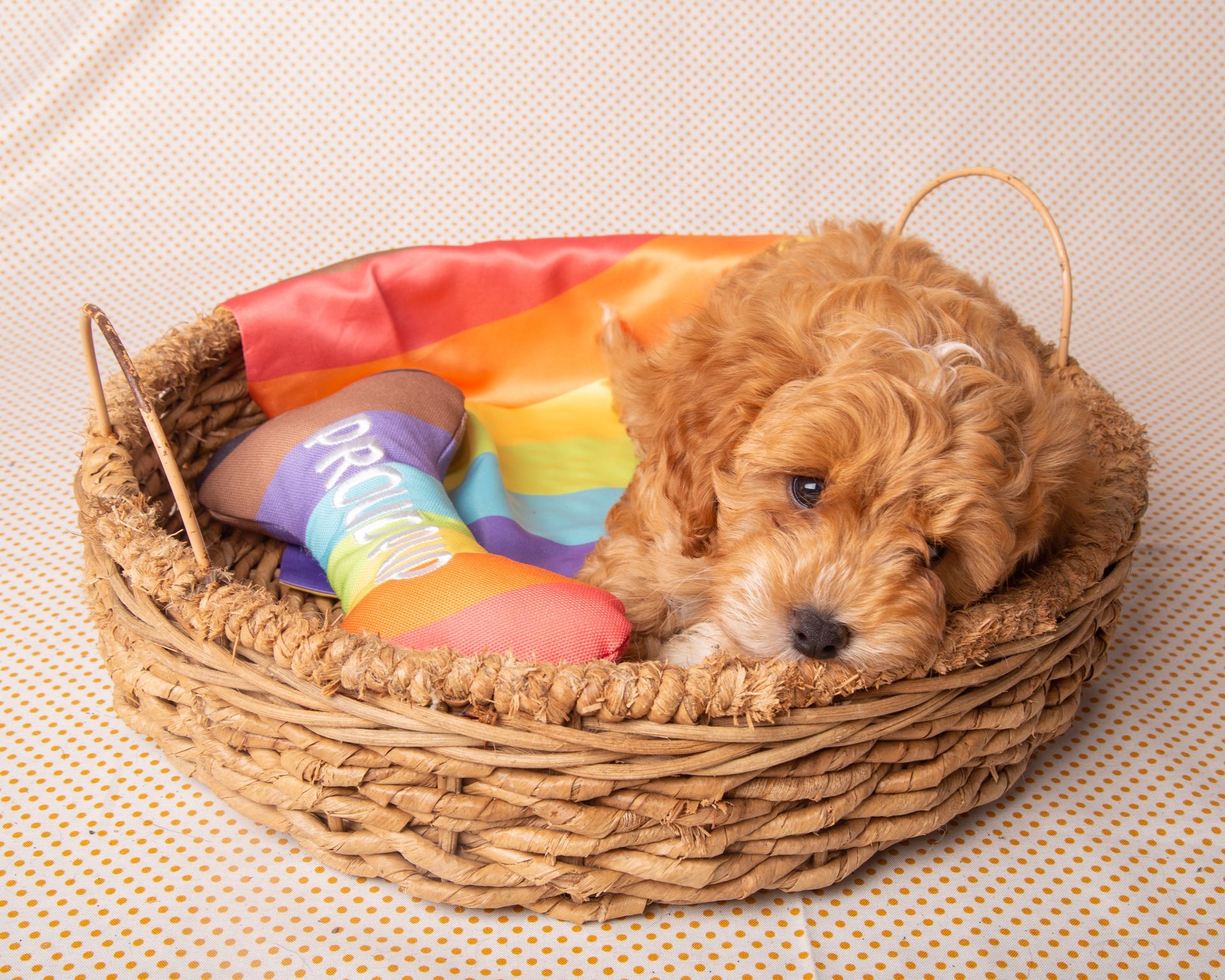 A puppy is laying in a wicker basket with a rainbow blanket.