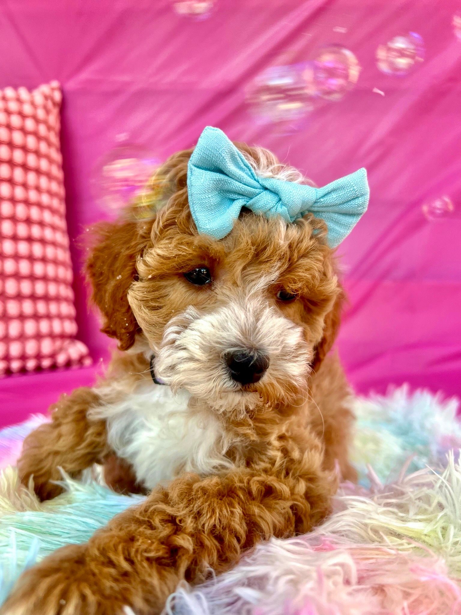 A brown and white puppy with a blue bow on its head is laying on a bed.