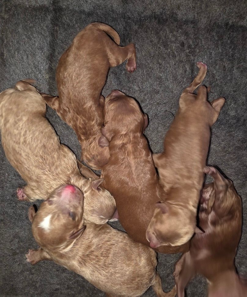 Goldendoodles Austin Texas