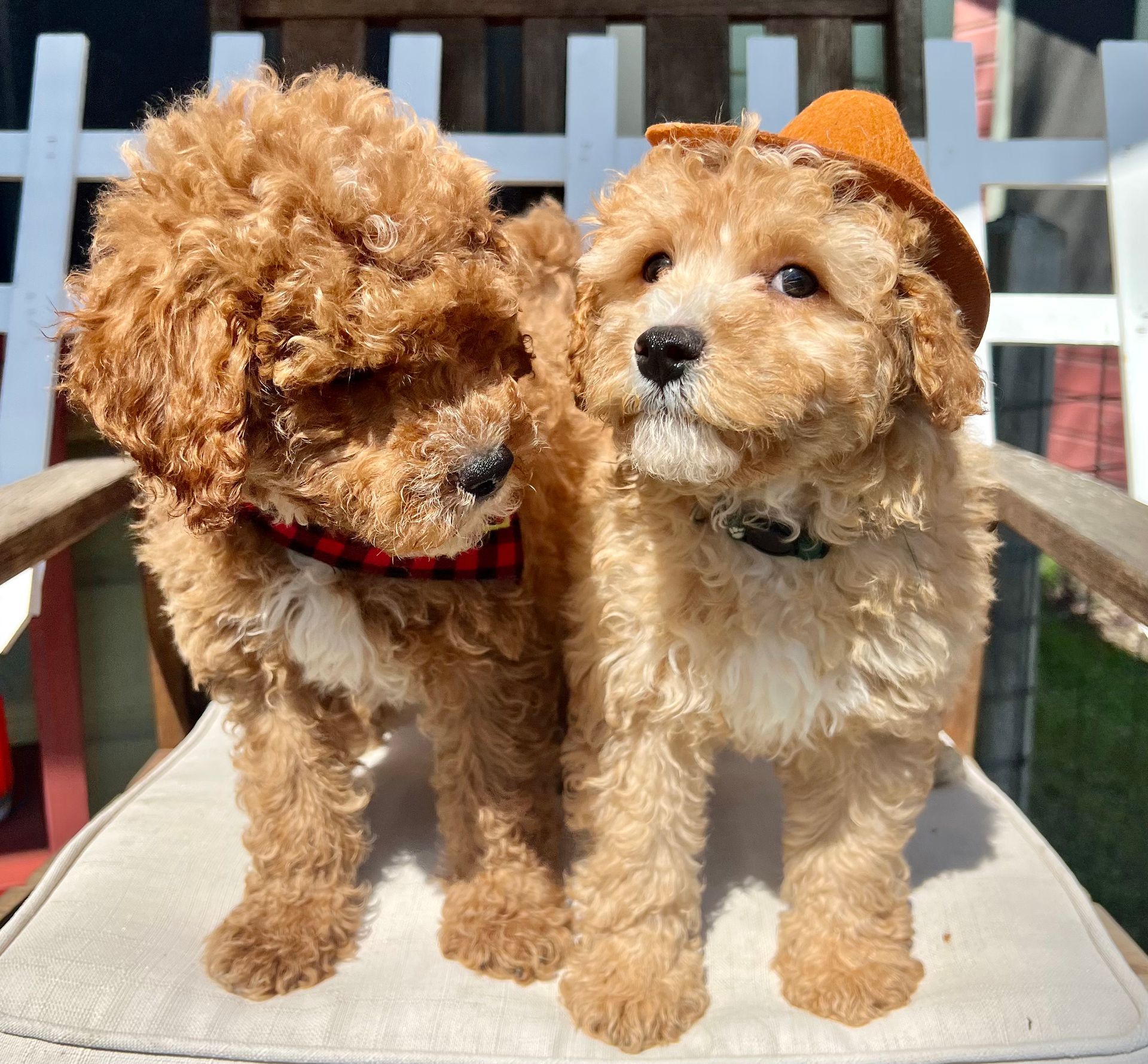 Two puppies wearing hats are sitting next to each other on a chair