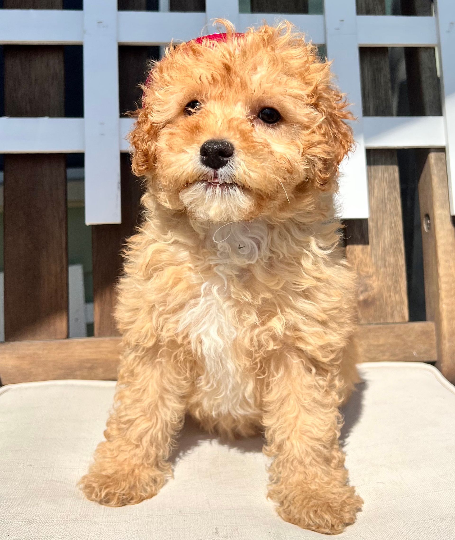 A small brown and white puppy is sitting on a chair.