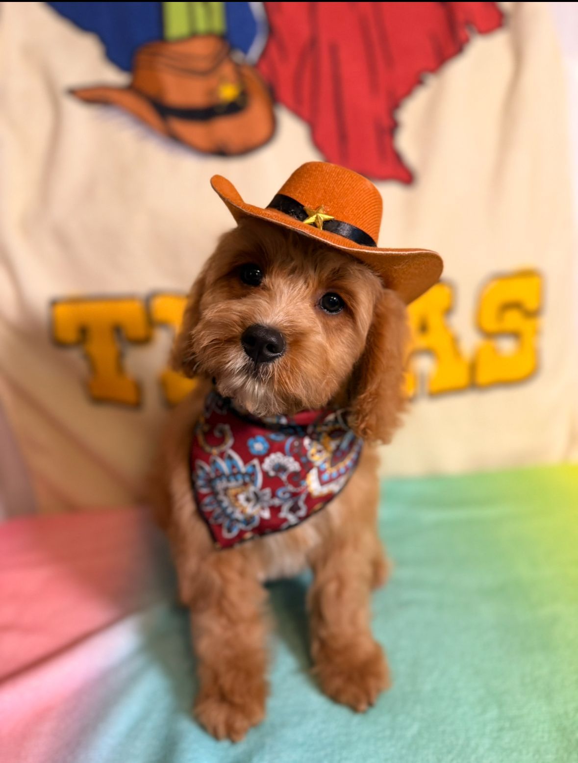 A small brown and white puppy is sitting on a blanket next to a vase of flowers.