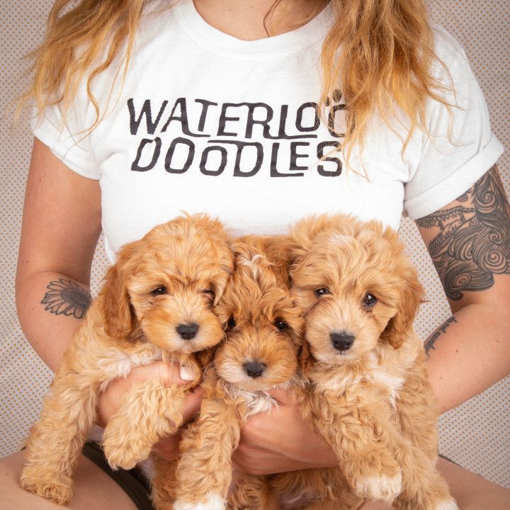 A woman wearing a waterloo doodles t-shirt is holding three puppies