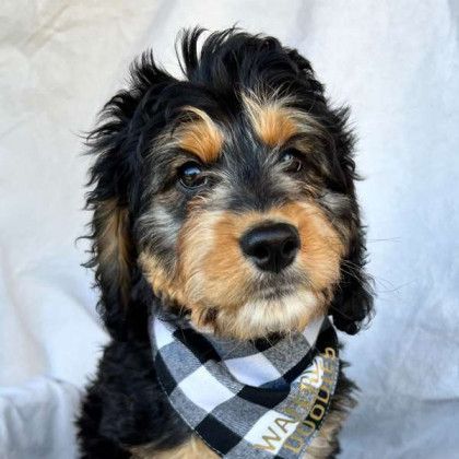 A brown and black dog wearing a black and white plaid bandana.