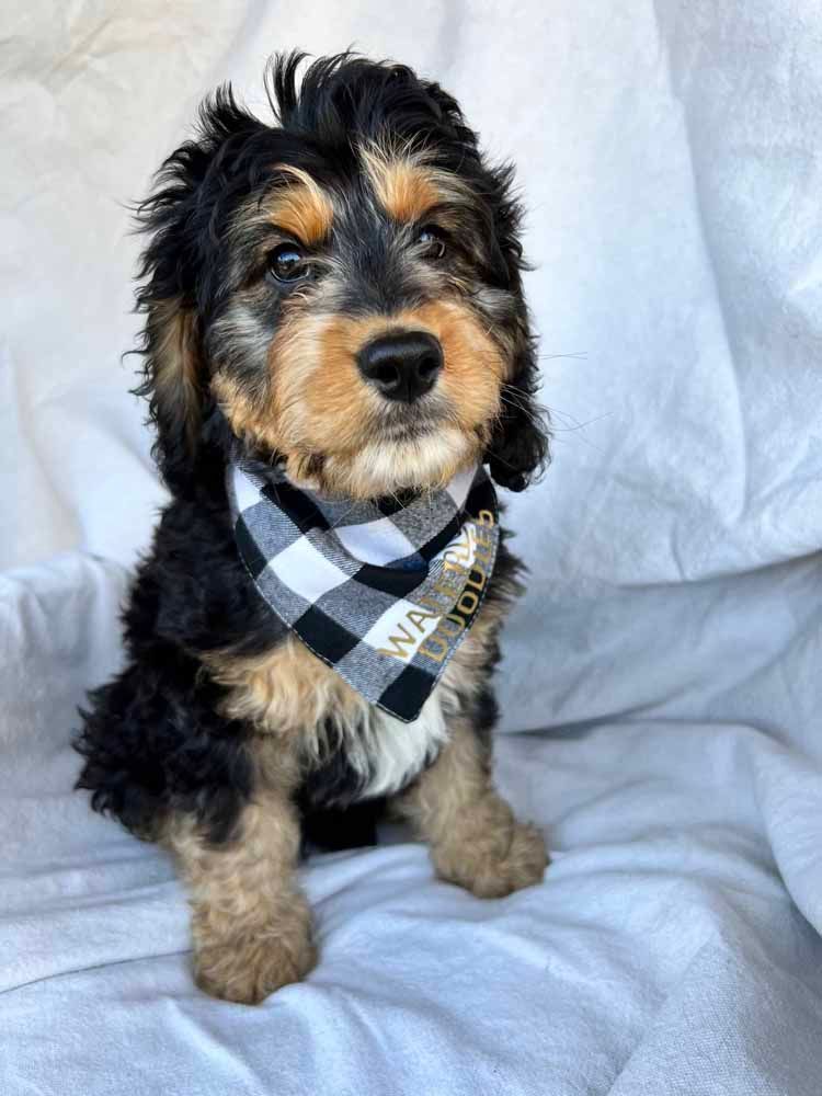 A small dog wearing a bandana is sitting on a bed.