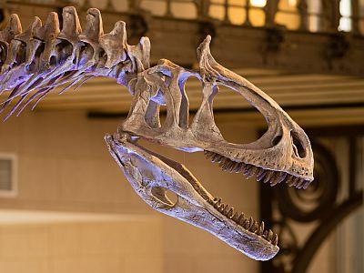 BIORGANIC traiteur événementiel gastronomique 100% Bio à Bruxelles, Musée des Sciences Naturelles un cadre prestigieux pour votre anniversaire, baptême, conférence, fetes de famille, fete entreprise, mariage