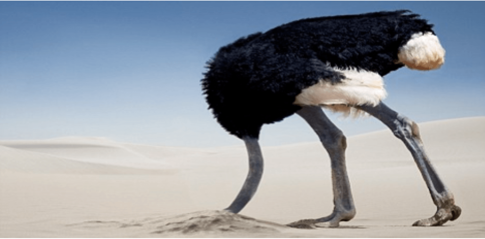 ostrich with it's head in the sand