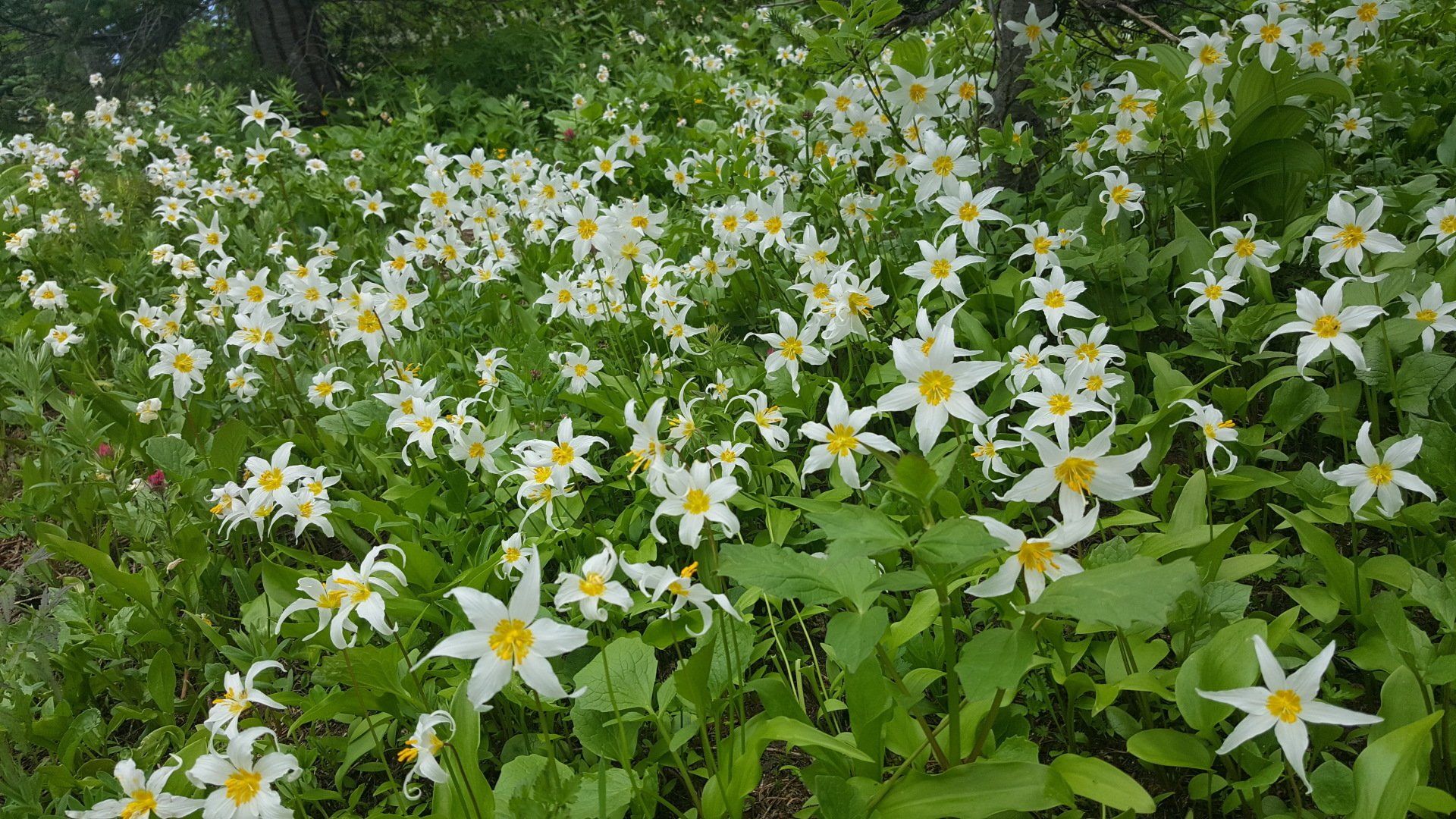 A field of white flowers with yellow centers surrounded by green leaves.