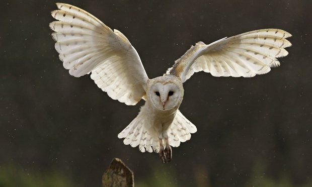 A barn owl is flying in the air with its wings spread