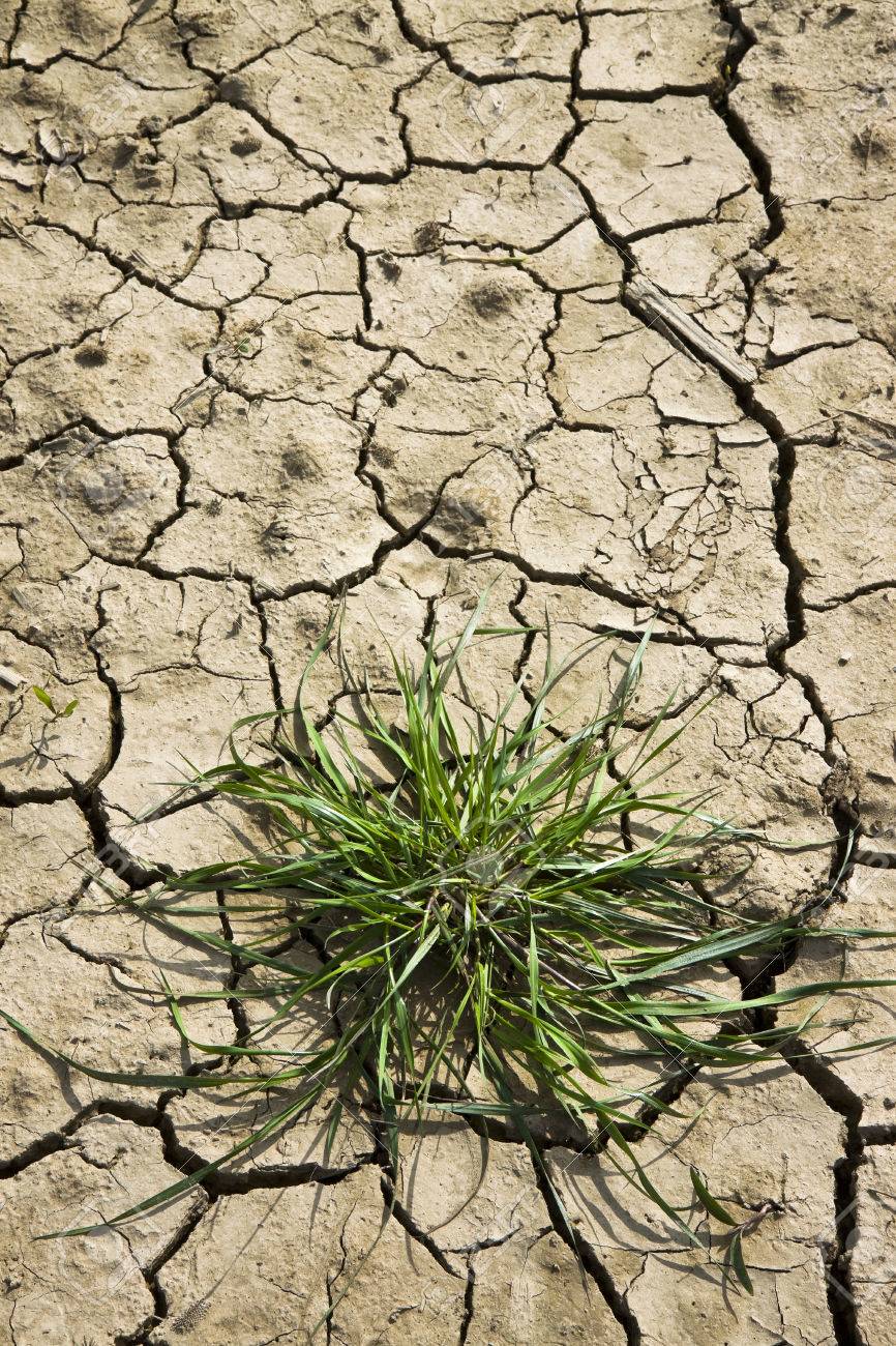 A small plant is growing out of the cracks in the ground.