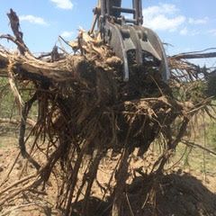A large pile of roots is being removed from a tree by a crane.
