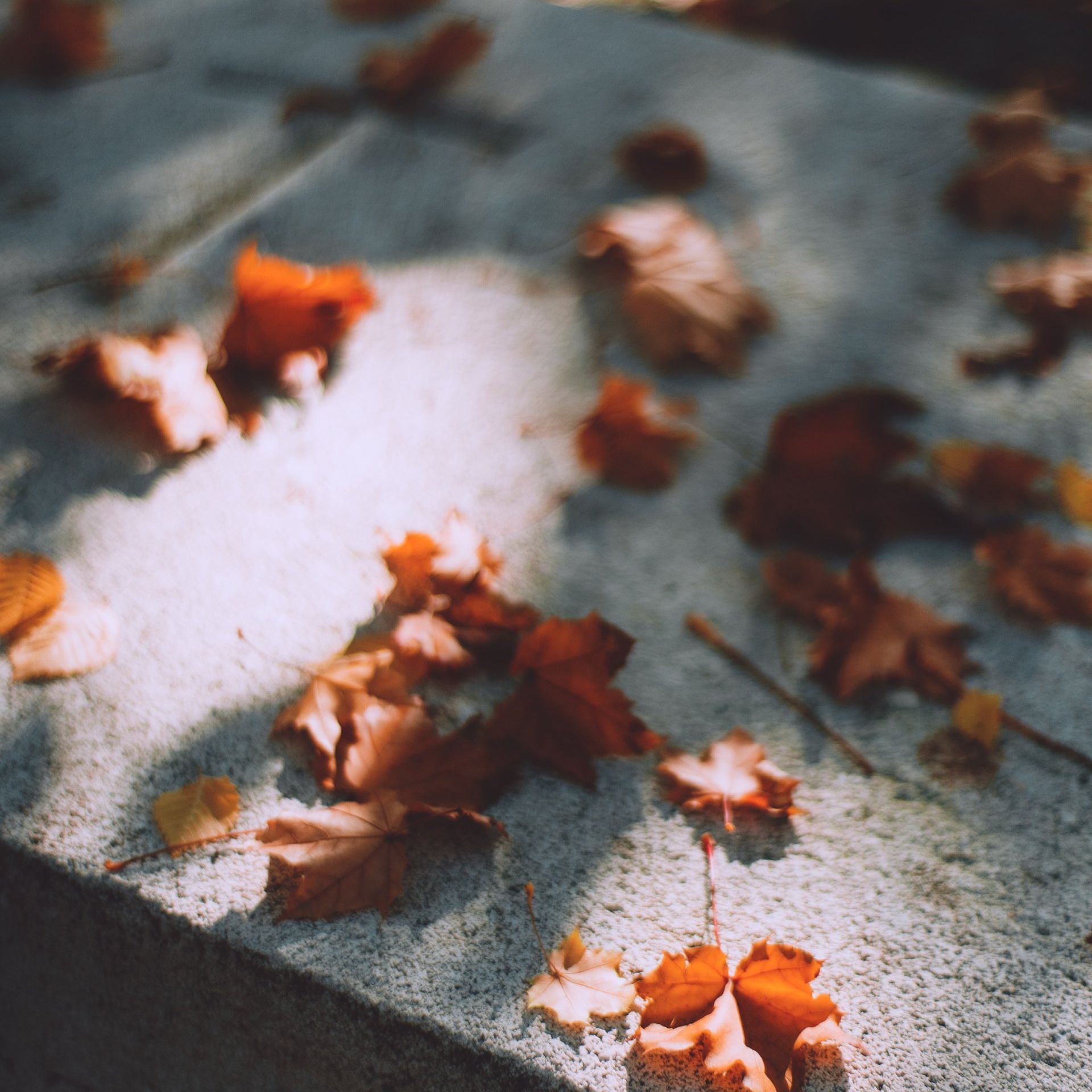 leaves on a concrete pad