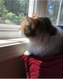 Calico cat resting on a red cushion, looking out a sunlit window.