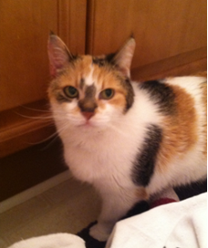 Calico cat with orange, black, and white fur, looking at the camera.