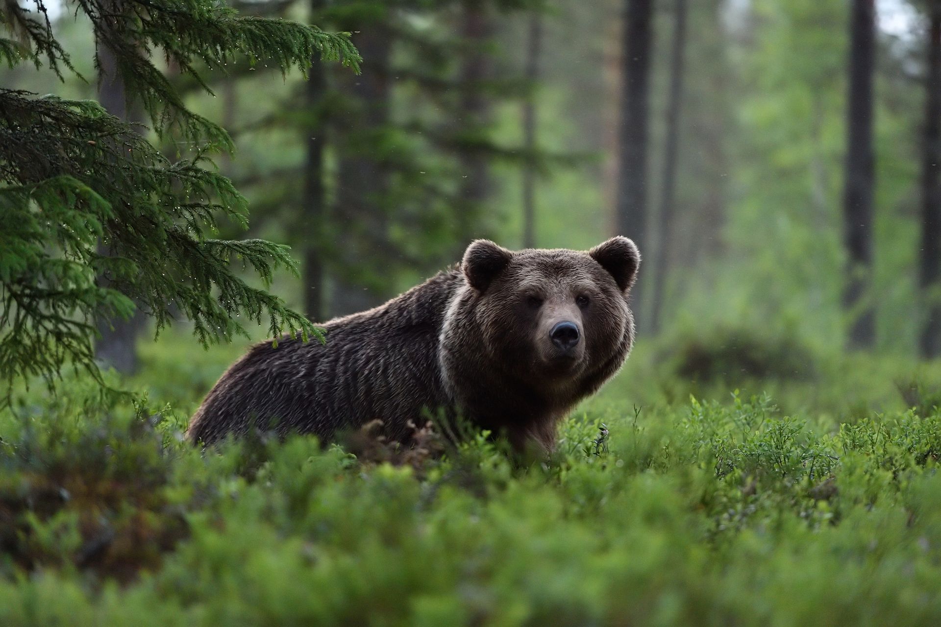 Bear Damage Repair in Cleveland, GA