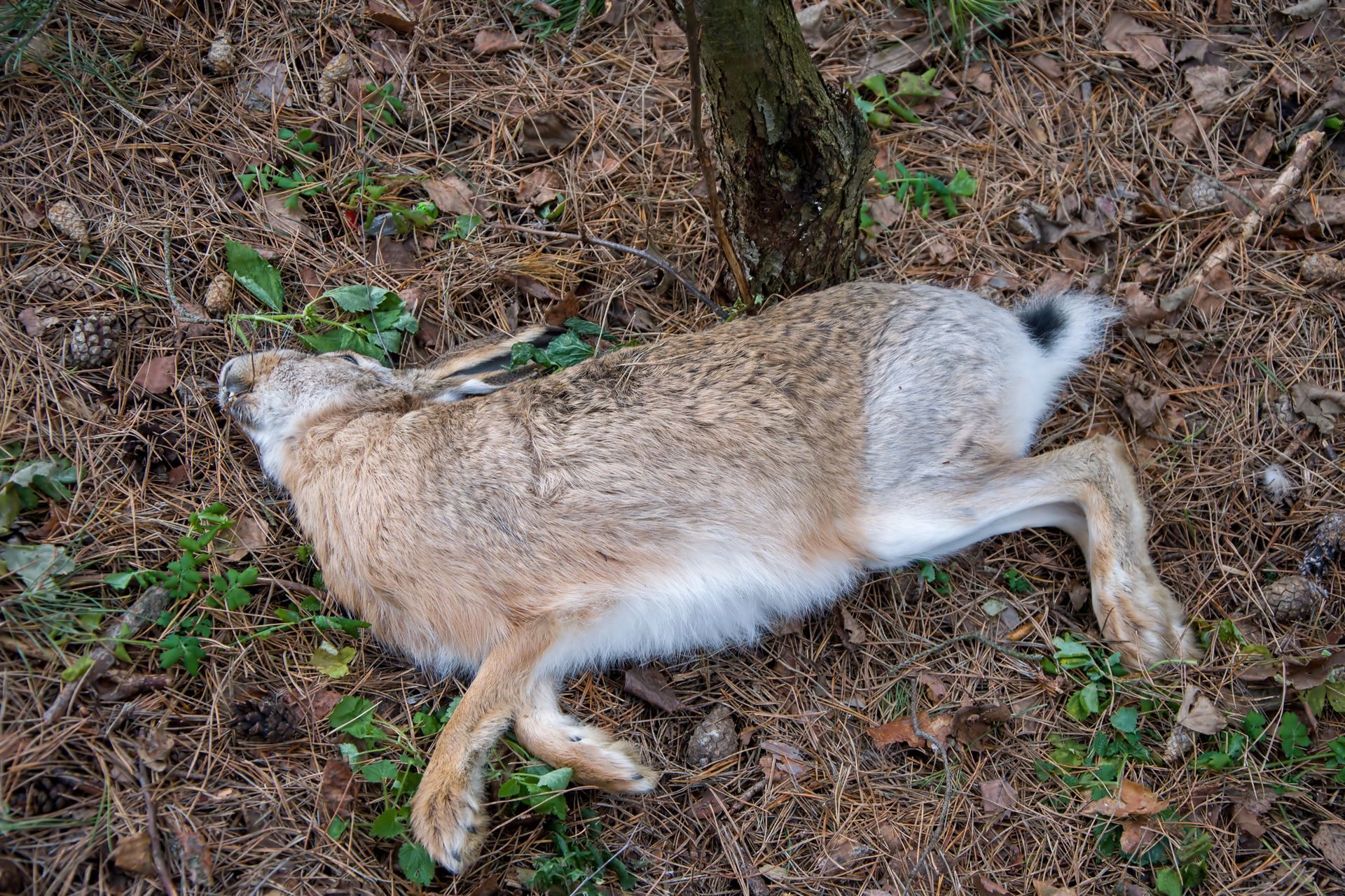 Dead Animal Removal in Cleveland, GA Dead Animal Removal in Cleveland, GA