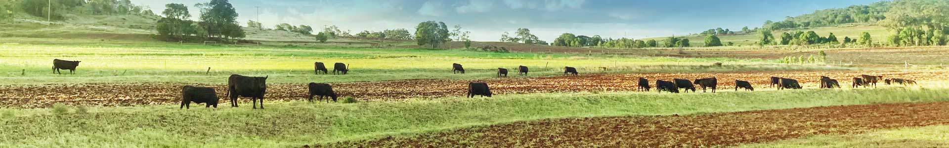 Field full of Exton Angus cattle